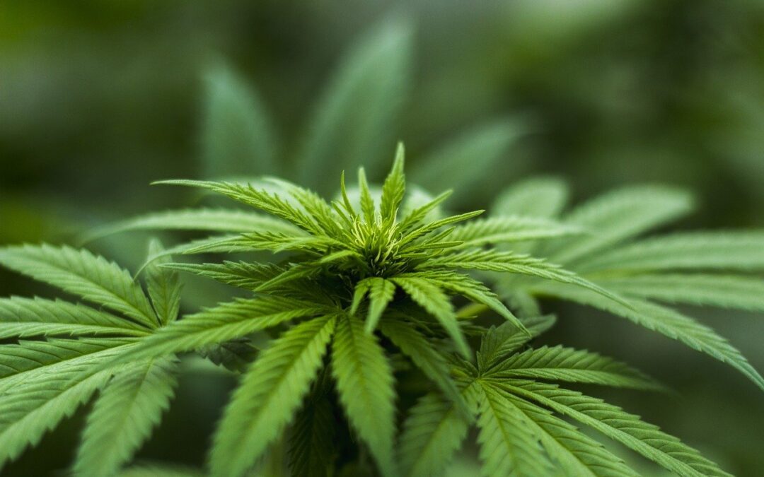 Investir dans le cannabis, est-ce une bonne idée ?